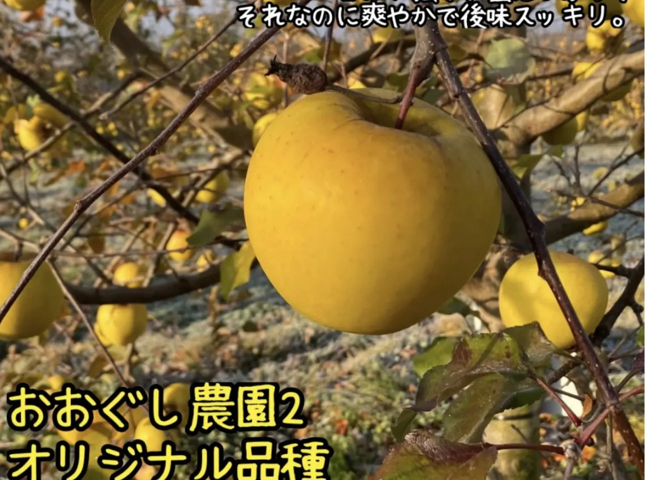 りんごジュース12本入り