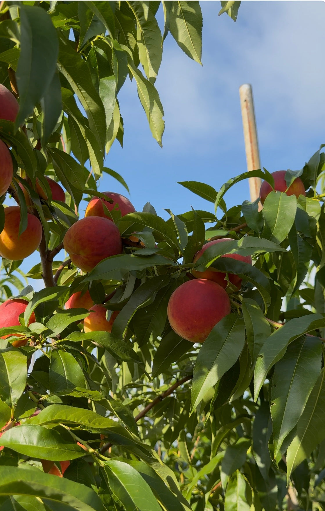 絶対死にたくないもも