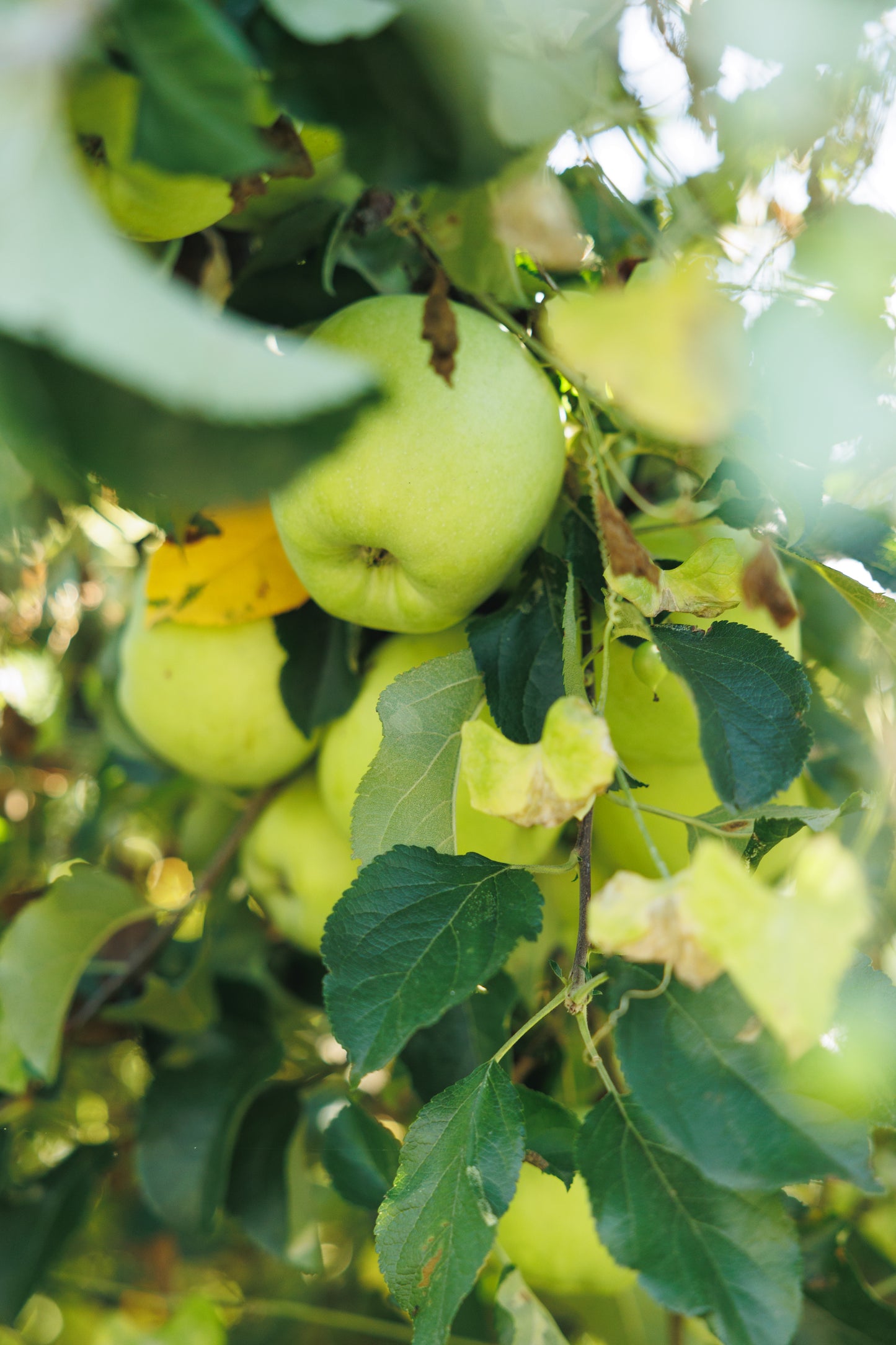 絶対死にたくないりんご